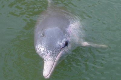 Найден новый вид дельфинов