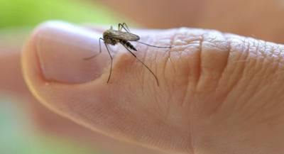 Семь способов избавиться от назойлевых насекомых