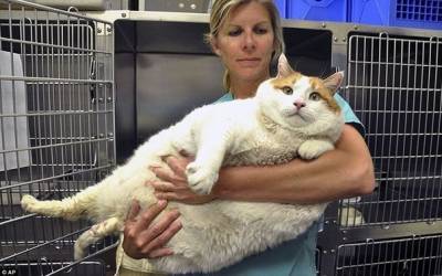 Кот из Нью-Мексико весит 18 килограммов