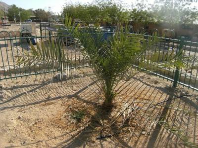 В Израиле выросла пальма, вымершая 1800 лет назад