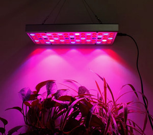 Лампы LED для растений всегда эффективны