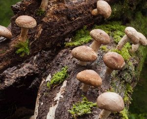 Японский лесной гриб Шитаке: зачем нужен