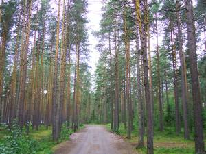 Почему лес полезен для человечества