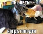 Кот поедающий гамбургер